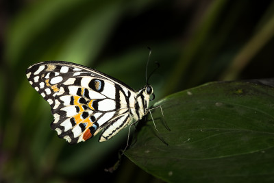 Papilio demoleus onderkant vleugels.