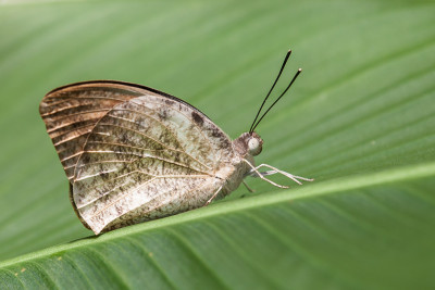 Hebomoia glaucippe Vlindersafari te Gemert.