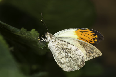 Hebomoia glaucippe Klein Costa Rica te Someren.