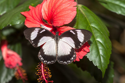Papilio dardanus, vrouw. Passiflorahoeve te Harskamp.