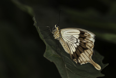 Papilio dardanus, man. Klein Costa Rica te Someren.