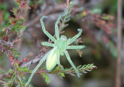 groene jachtspin.JPG