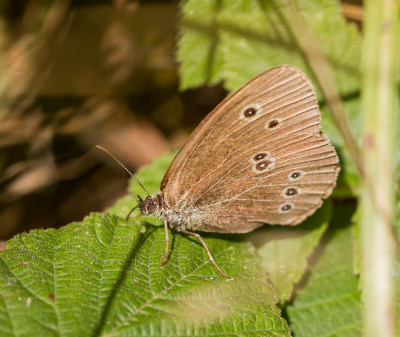 IMGL4945 Vlinders in Nederland,  Butterflying Around the World.jpg