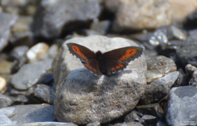 Grote erebia - Erebia euryale - Zwitzerland - Wallis