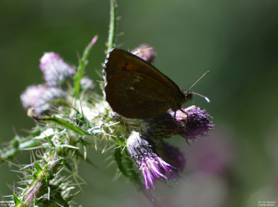 Grote erebia - Erebia euryale - Frankrijk - Boutx