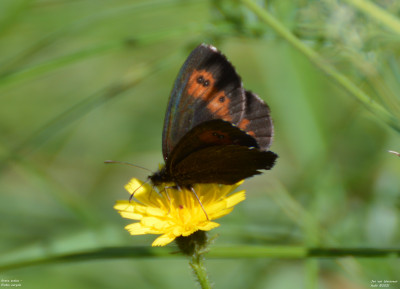 Grote erebia - Erebia euryale - Italië - Nuss