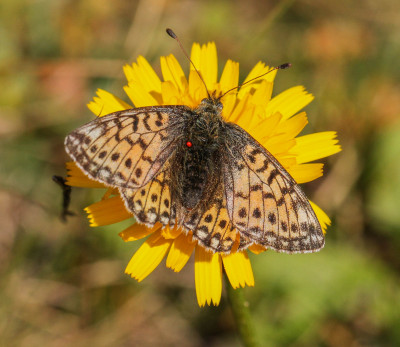 IMGL8337  Butterflying Around the World,  Butterfly, Bee & Dragonfly.jpg