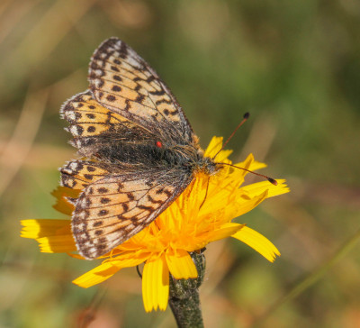 IMGL8338  Butterflying Around the World  Butterfly, Bee & Dragonfly.jpg