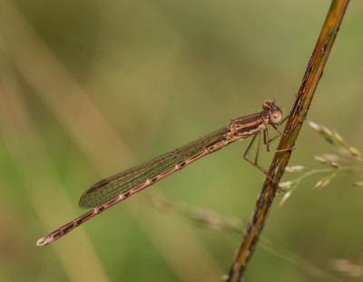 IMGL4952 Butterfly, Bee & Dragonfly.jpg