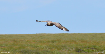 Grote jager - Stercorarius skua - Handa - Schotland