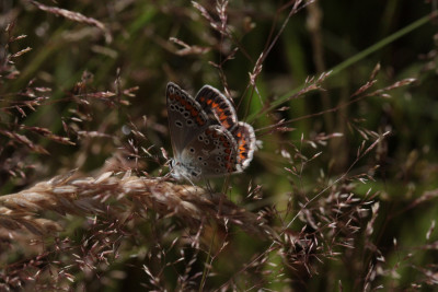 Bruin blauwtje, onderkant.  7 jul 2019, Vreewater