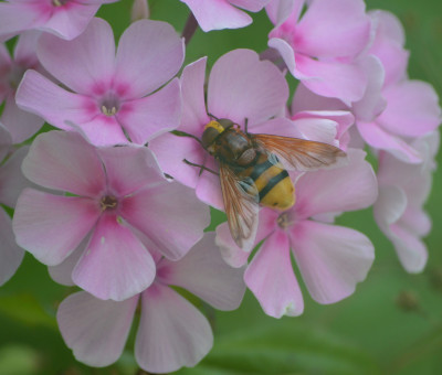Stadsreus - Volucella zonaria - Capelle aan de IJssel