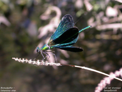 Bosbeekjuffer - Calopteryx virgo - Montanuy - Spanje