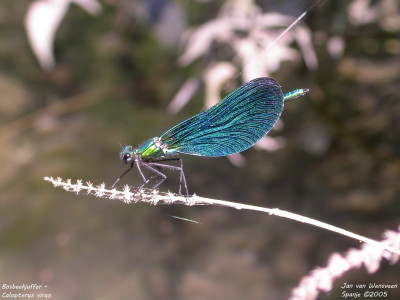 Bosbeekjuffer - Calopteryx virgo - Montanuy - Spanje