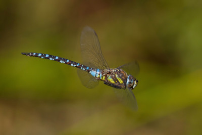 IMGL5375 Vogelaars natuur & vogelfotografie, Fotografen, Libellen en juffers.jpg