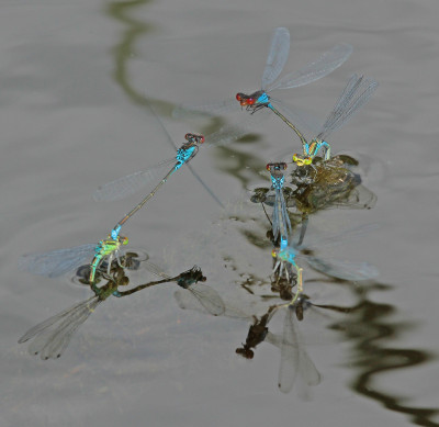 20140730_164a  Libellen en juffers  Insecten  Macro fotografie fotografen Forum, Butterfly, Bee & Dragonfly.jpg
