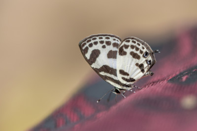 Discolampa ethion ethion -Banded Blue Pierrot.jpg