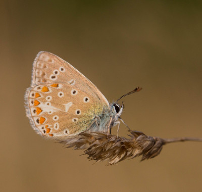 IMGL7821  Butterflying Around the World,  Vlinders en overige insecten.jpg