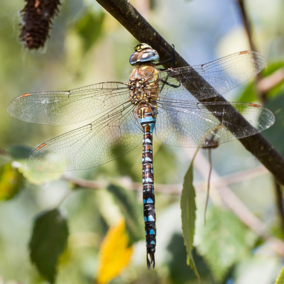 IMGL7480, Butterfly, Bee & Dragonfly Appreciation, FB.jpg