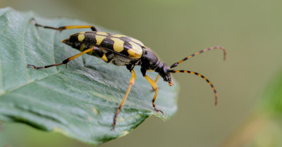 20160611_77  Insecten,.jpg