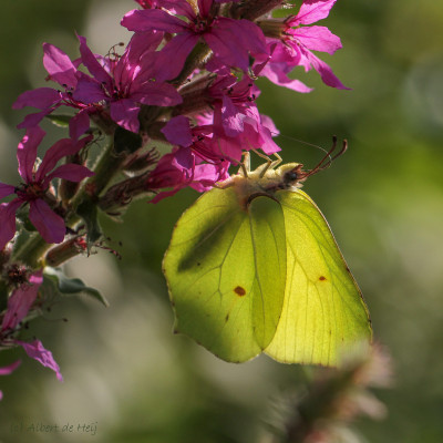 20160816_95 vlinders en overige insecten, vlinders in Nederland.jpg