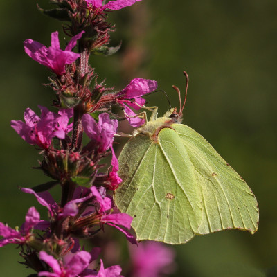 20160816_108 Vlinders in Nederland, Butterflying Around the World.jpg