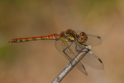 IMGL8333  Libellen & Juffers,  Odonata.jpg