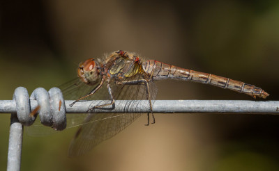 IMGL8209  Libellen & Juffers,  Odonata.jpg