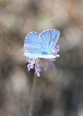 IMG_2598-2 Adonisblauwtje (Polyommatus bellargus).jpg