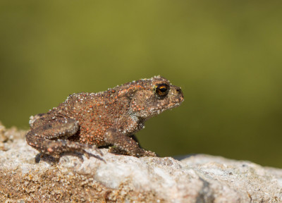 IMGL8262  Flora & Fauna in Nederland.jpg