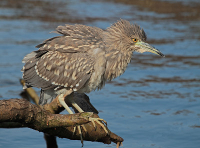 20140308_343a Vogelvrienden, Flora & Fauna.jpg