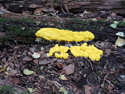 Heksenboter - Fuligo septica - Schollebos - Capelle aan den Ijssel.