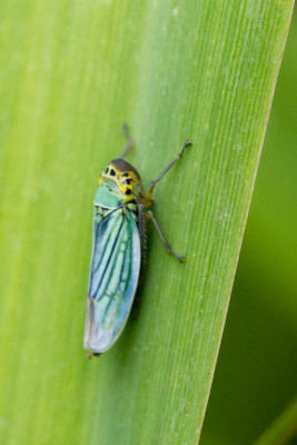 Groene rietcicade - Cicadella viridis.jpg