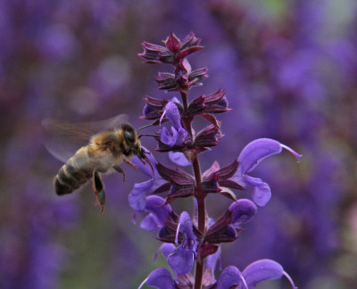 20150619_150a,  Flora & Fauna in Nederland Insecten.jpg