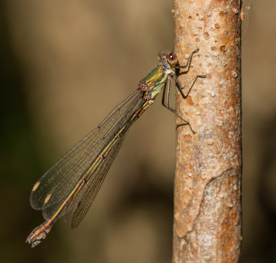 IMGL8006  Libellen & Juffers, Odonata Footo,.jpg