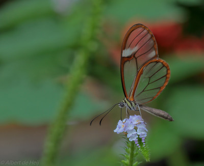IMGL5388  Butterfly, Bee & Dragonfly Appreciation.jpg