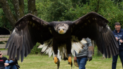 Amerikaanse zeearend