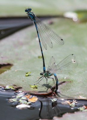 20150527_523 Libellen en juffers, Odonata.jpg