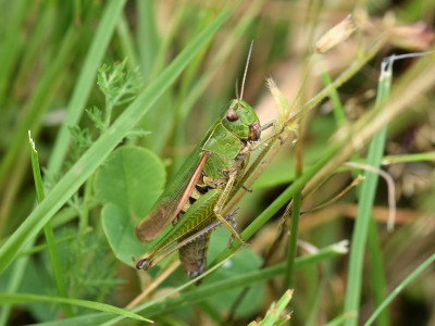 Wekkertje ♀