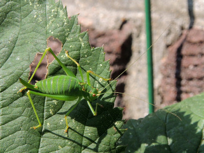 Struiksprinkhaan ♀