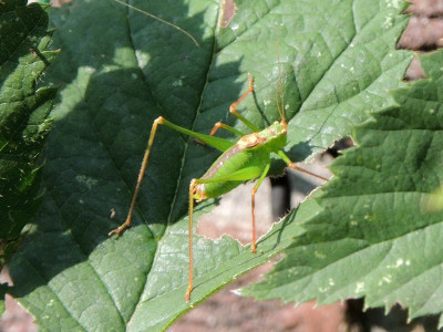 Struiksprinkhaan ♂