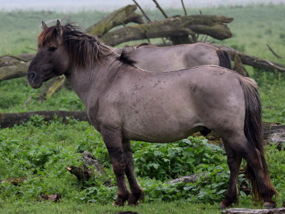 Konik