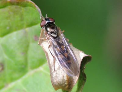 Slanke driehoekszweefvlieg ♀