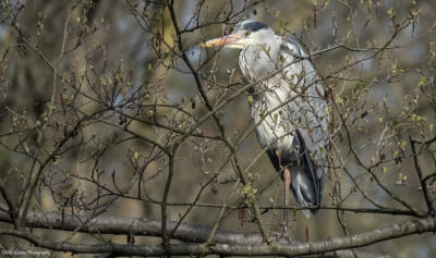 Blauwe reiger      Onderste Caumer Heerlen    april 2021