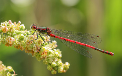 20160511_124 Odonata.jpg