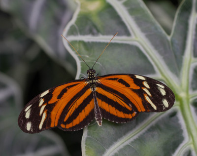 ADH_9946 FB,  Butterfly, Bee & Dragonfly.jpg