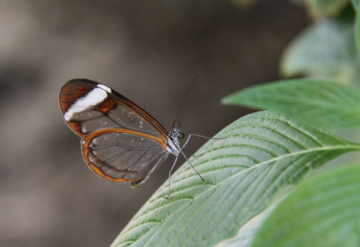 20110409_88  Butterflying Around the World.jpg