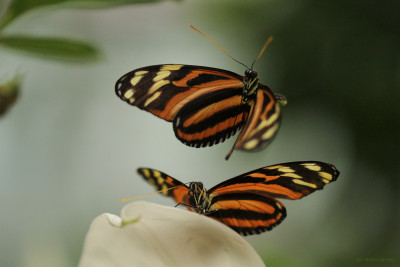 20160323_180 Macro  Fotografen PLNL  Footo,  Butterflying Around the World.jpg