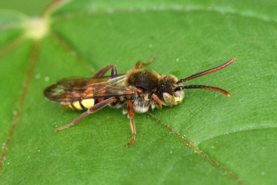 Nomada panzeri/ruficornis/flava/striata/villosa