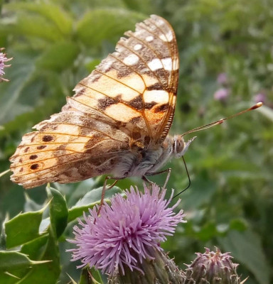 Hoeksche Waard, 06-2019